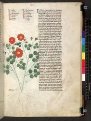 Egerton 747 Tractatus de herbis