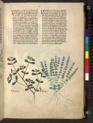 Egerton 747 Tractatus de herbis