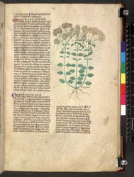 Egerton 747 Tractatus de herbis