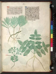 Egerton 747 Tractatus de herbis