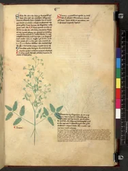 Egerton 747 Tractatus de herbis