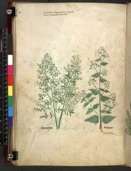 Egerton 747 Tractatus de herbis