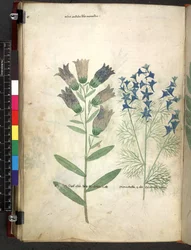 Egerton 747 Tractatus de herbis