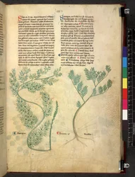 Tractatus de herbis (Erbario)