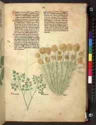 Tractatus de herbis (Erbario)