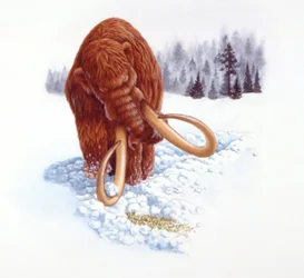 Mammut alla ricerca di cibo nella neve, periodo Pliocene/Pleistocene