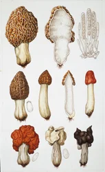 Funghi
