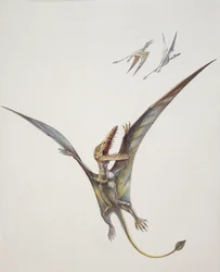 Rhamphorhynchoid, periodo Giurassico