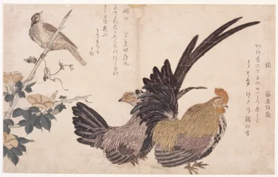 Gallo, gallina e uccello