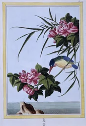 Martin pescatore - stampa giapponese