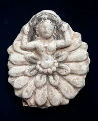 Rinascita di un loto