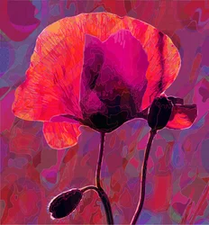 Papavero20