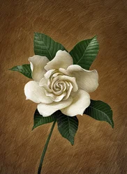 Gardenia, 2015 (tavola di graffio, colorata in digitale)
