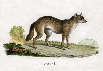 Stampa Antica di uno Sciacallo