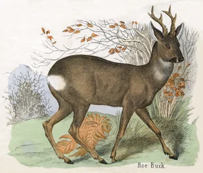Stampa Antica di un Capriolo Maschio