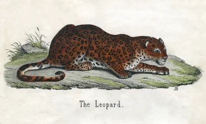 Stampa antica di un leopardo africano