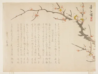 Prugno in fiore