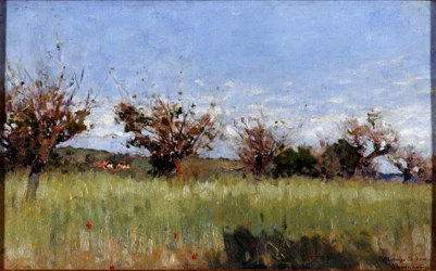 Campo di grano con gelso