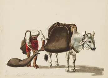 Portatore d