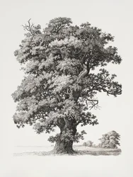Studi sugli alberi: "After Nature" in relazione al disegno paesaggistico
