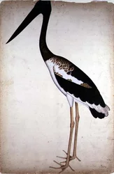 Cicogna dal collo nero, Xenorhynchus asiaticus, dipinta per Lady Impey a Calcutta, ca. 1780
