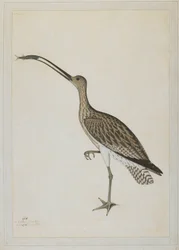 Curlew orientale che divora un gobione