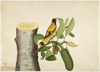 Oriolo dal cappuccio nero e insetto su ceppo di jackfruit, foglio da una serie commissionata da Lady Impey, 1778