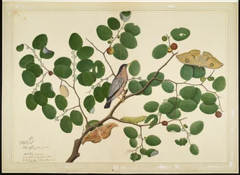 Storno Brahminy con Due Falene Antheraea, Bruco e Bozzolo su Albero di Giuggiola Indiana, foglio da una Serie Commissionata da Lady Impey