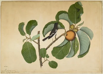 Gazza Orientale con Katydid e Leaf Hopper su Ramo di Jack delle Scimmie, foglio da una Serie Commissionata da Lady Impey, 1778