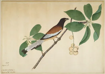 Gazza rufous e bruco su ramo, foglio da una serie commissionata da Lady Impey, 1777