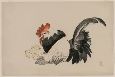 Gallo, Gallina e Pulcini