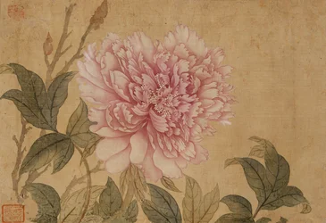Peonia, Foglia da un Album di Dipinti di Fiori
