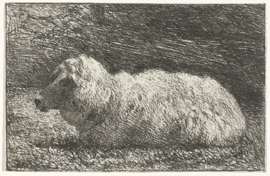 Pecora sdraiata