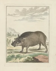 Cinghiale africano
