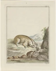 Pigrizia