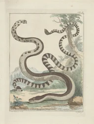 Serpenti a coda piatta