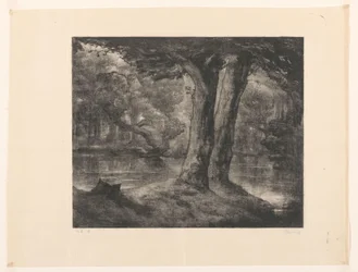 Acqua in una foresta
