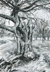 Vecchio albero, Richmond Park (colori acrilici e inchiostro su carta)