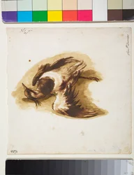 Il piviere morto