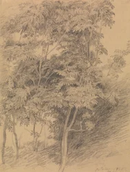 Studio di un albero