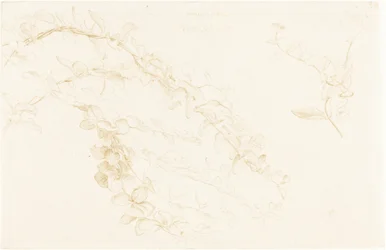 Caprifoglio