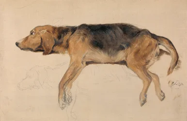 Studio di un cane sdraiato