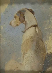 Studio di un levriero