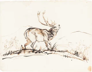 Un cervo che muggisce