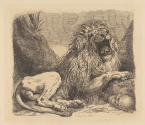 Studio dalla natura; un leone tra le rocce, ruggente, un teschio umano in basso a destra