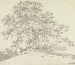 Albero