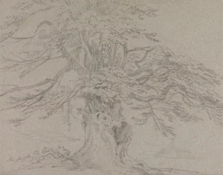 Studio di un Albero