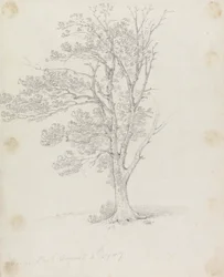 Albero a Easton Park