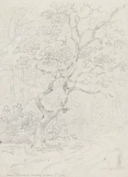 Alberi, vicino a Losanna