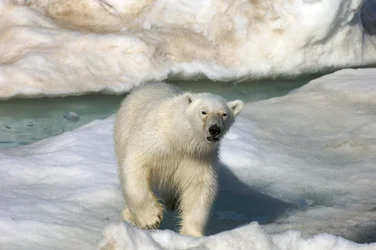Orso polare (Ursus maritimus) che cammina su una banchisa, Isole Svalbard, Norvegia, 2022 (foto)